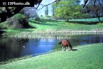 equus caballus   horse  