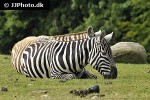 equus quagga borensis   maneless zebra  