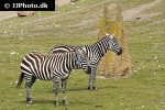 equus quagga borensis   maneless zebra  