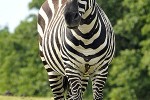 equus quagga borensis   maneless zebra  