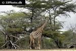 giraffa camelopardalis   giraffe  