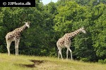 giraffa camelopardalis   giraffe  