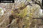 giraffa camelopardalis   giraffe  