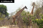 giraffa camelopardalis   giraffe  