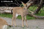 hippotragus niger   sable antelope  