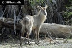 kobus ellipsiprymnus   waterbuck  