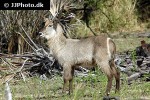 kobus ellipsiprymnus   waterbuck  