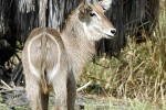 kobus ellipsiprymnus   waterbuck  