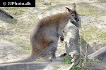 macropus rufogriseus   red necked wallaby kangaroo  