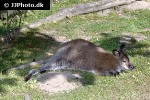 macropus rufogriseus   red necked wallaby kangaroo  