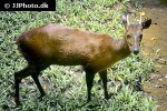 mazama americana   red brocket deer  