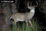 odocoileus virginianus   white tailed deer  