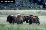 ovibos moschatus   muskox  