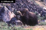 ovibos moschatus   muskox  