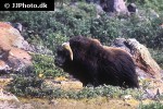 ovibos moschatus   muskox  