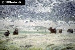 ovibos moschatus   muskox  