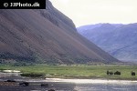 ovibos moschatus   muskox  