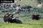 ovibos moschatus   muskox  