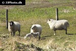 ovis aries domesticus   domestic sheep  