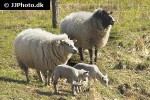 ovis aries domesticus   domestic sheep  