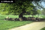 ovis aries domesticus   domestic sheep  