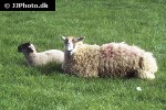 ovis aries domesticus   domestic sheep  