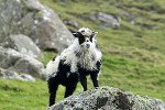 ovis aries domesticus   domestic sheep  