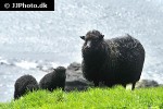 ovis aries domesticus   domestic sheep  