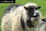 ovis aries domesticus   domestic sheep  