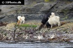 ovis aries domesticus   domestic sheep  