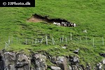 ovis aries domesticus   domestic sheep  