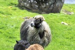 ovis aries domesticus   domestic sheep  