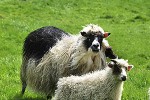 ovis aries domesticus   domestic sheep  