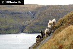 ovis aries domesticus   domestic sheep  