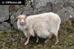 ovis aries domesticus   domestic sheep  