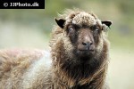 ovis aries domesticus   domestic sheep  