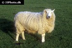 ovis aries domesticus   domestic sheep  