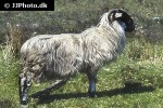 ovis aries domesticus   sheep  