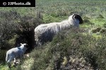 ovis aries domesticus   sheep  