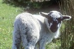 ovis aries domesticus   sheep  