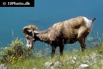 ovis canadensis   bighorn sheep  