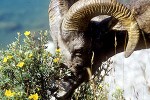 ovis canadensis   bighorn sheep  