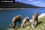 ovis canadensis   bighorn sheep  