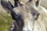 ovis canadensis   bighorn sheep  