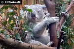 phascolarctos cinereus   koala  