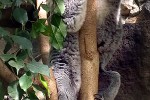 phascolarctos cinereus   koala  