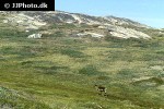 rangifer tarandus groenlandicus   barren ground caribou reindeer  