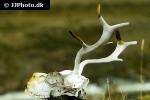 rangifer tarandus groenlandicus   barren ground caribou reindeer  