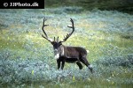 rangifer tarandus tarandus   northern reindeer mountain caribou  