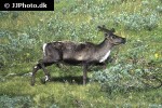 rangifer tarandus tarandus   northern reindeer mountain caribou  